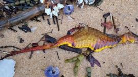Sorpresa y misterio por los dragones de mar que aparecieron muertos en la costa de Australia