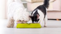 Las dietas de moda para perros y gatos
