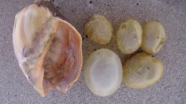 Son cápsulas ovígeras en donde se desarrollan hasta 30 embriones de caracol negro.