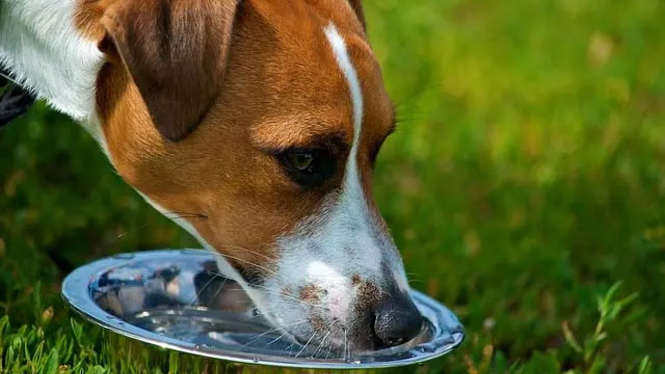 Щенок не пьет воду. Собака жара. Собаке жарко. Собака в жару. Собачья еда.