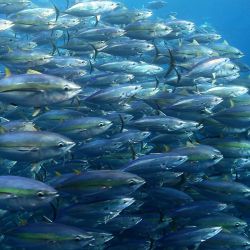 "El calentamiento, unido a la dinámica de la red alimentaria, será como meter la biodiversidad marina en una licuadora", afirman los especialistas.