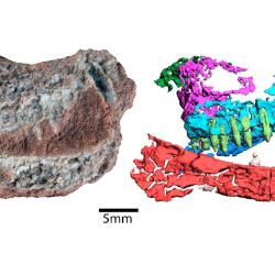 El ejemplar hallado presenta una dentición propia de formas derivadas entre los cinodontes del Triásico y Jurásico.
