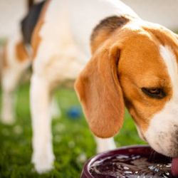 La hidratación es un factor vital para la buena salud del perro.