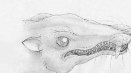 Se trata de una nueva especie del árbol filogenético de los cinodontes.