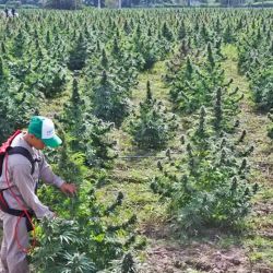 State-run company Cannava, based in the Province of Jujuy, has began preparing for the harvest of 35 hectares of medicinal cannabis – the largest plantation of its type in Latin America.