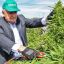 Jujuy prepares for ‘largest medicinal cannabis harvest’ in Latin America