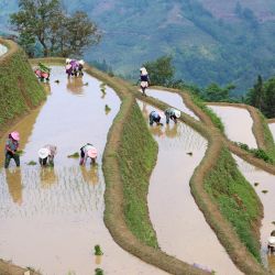 Aldeanos trabajan en un campo, en el municipio de Panzhihua del distrito de Yuanyang, en la provincia de Yunnan, en el suroeste de China. | Foto:Xinhua/Zhang Hongke