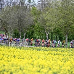 El pelotón marcha durante la carrera de élite femenina de la prueba ciclista de un día Lieja-Bastogne-Lieja, de 142,1 km entre Bastogne y Lieja. | Foto:JASPER JACOBS / Belga / AFP)