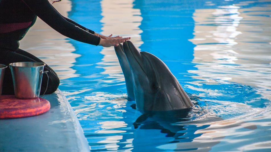 Delfines militares 20220428