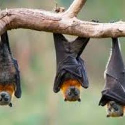 Los murciélagos representan la mayor parte de los nuevos intercambios virales ya que su gran capacidad de volar les permitirá viajar largas distancias y compartir la mayor parte de los virus. 