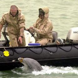 La Marina rusa colocó dos corrales de delfines en la entrada del puerto de Sebastopol. 
