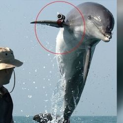 Los delfines están entrenados para realizar una amplia variedad de tareas.