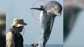 Los delfines están entrenados para realizar una amplia variedad de tareas.