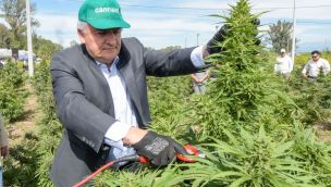 El gobernador Gerardo Morales levantó la primera cosecha de cannabis