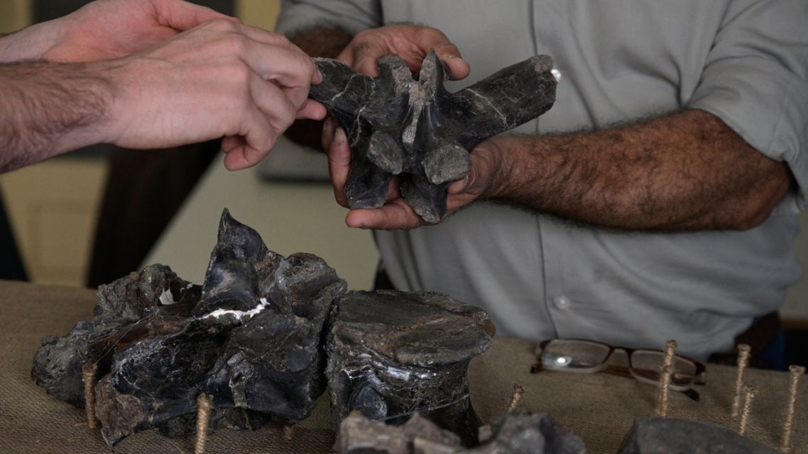 Palaeontologists Mauro Aranciaga and Fernando Novas check fossilised bones of 'Maip macrothorax,' the newly identified megaraptor dinosaur that inhabited Patagonia, at the Bernardino Rivadavia Argentine Museum of Natural Sciences, in Buenos Aires on May 2, 2022. 