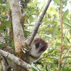 El monito del monte es considerado EVVE en cuatro Parques Nacionales: Lanín, Nahuel Huapi, Lago Puelo y Los Alerces