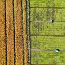 Vista aérea de agricultores trabajando en los campos, en la ciudad de Chaohu, en la provincia de Anhui, en el este de China. | Foto:Xinhua/Ma Fengcheng