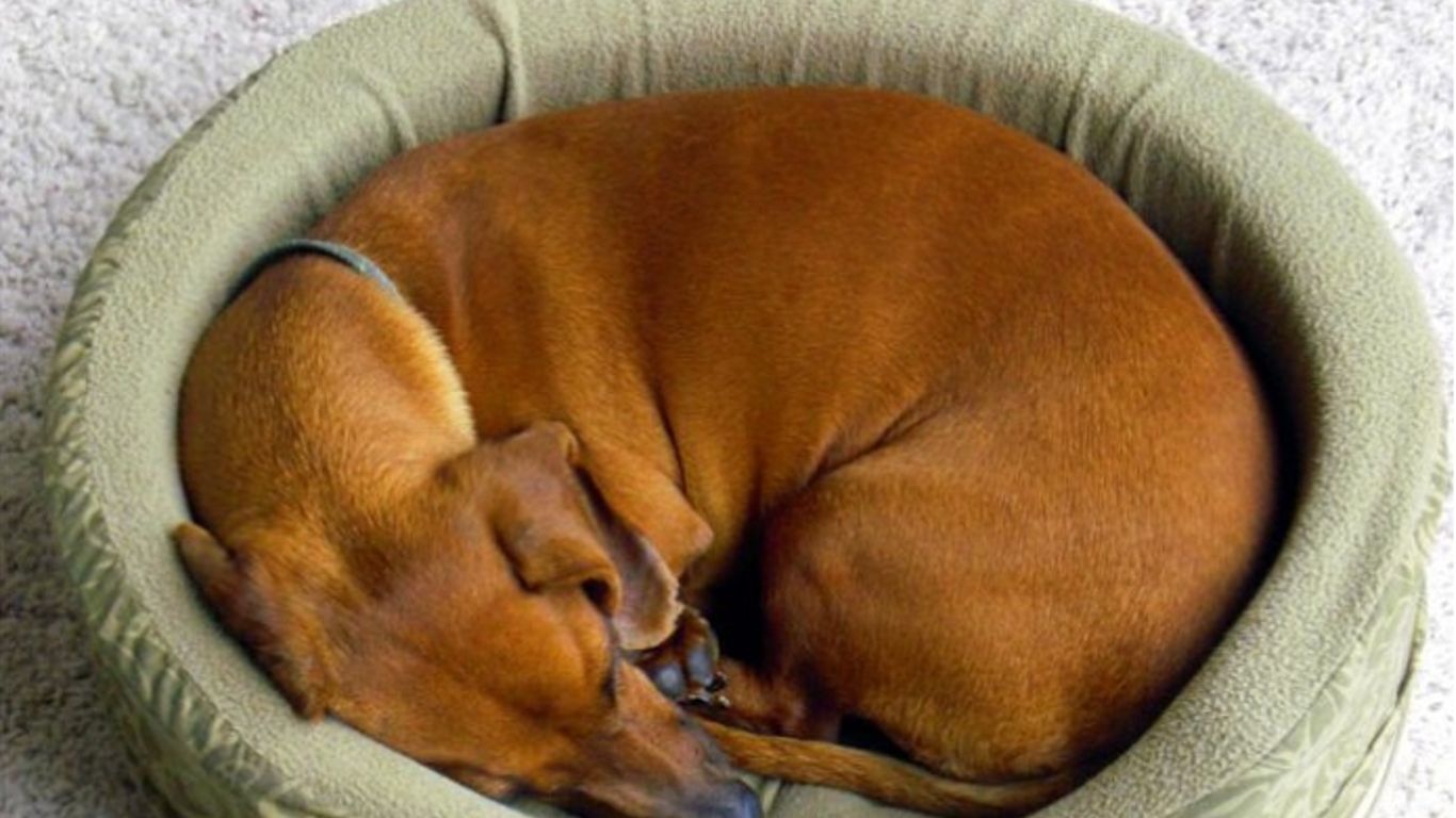 Почему животные спят клубком. Вращающийся собачка.