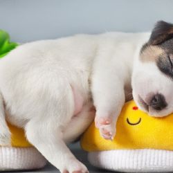 Los especialistas recomiendan que los perros duerman en sus propias camas.