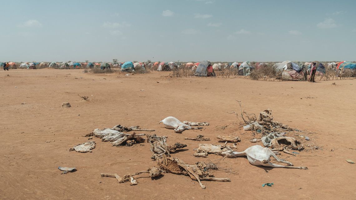 Carcasses of dead goats lie on the ground in the camp for internally displaced people of Farburo 2 in the village of Adlale, near the city of Gode, Ethiopia, on April 6, 2022. About 2,700 families live in Farburo 2 camp, which was set up three months ago. Small branch huts support a patchwork of fabrics that provide shade in a temperature of around 40°C. The worst drought to hit the Horn of Africa for 40 years is pushing 20 million people towards starvation, according to the UN, destroying an age-old way of life and leaving many children suffering from severe malnutrition as it rips families apart.