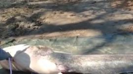 Es el ejemplar de su especie más grande atrapado hasta ahora en ese país europeo.