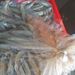 Fueron secuestrados más de 200 kilos de pejerrey producto de la pesca en el Río Salado