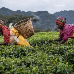 Los agricultores recogen hojas de té en una plantación de té en Gisakura, al suroeste de Ruanda. | Foto:SIMON WOHLFAHRT / AFP