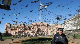 Aves en Plaza de Mayo