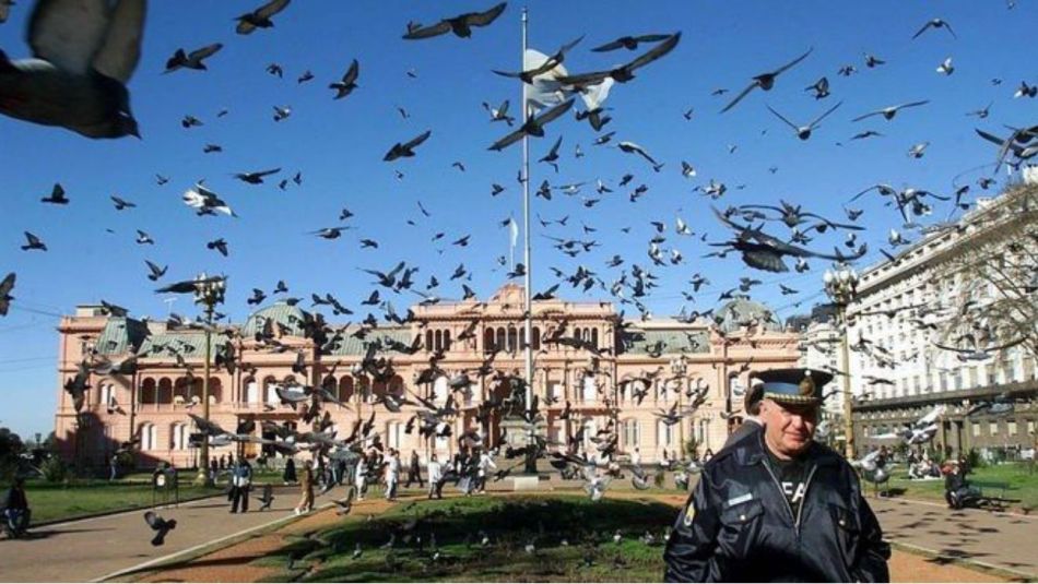 Aves en Plaza de Mayo