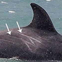 Las orcas macho jóvenes tienen la mayor cantidad de cicatrices frescas. 