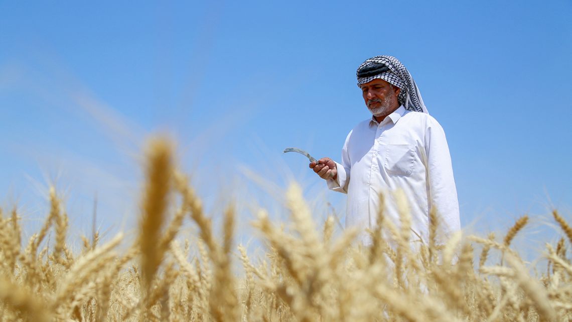 Iraqi farmer Kamel Hamed works on harvesting wheat at his farm in Jaliha village in the central Diwaniya province, on April 26, 2022. After decades of war and insurgency, Iraq faces another huge challenge: severe water scarcity driven by climate change, whose impacts are felt on a daily basis, from depleted rivers to rapid desertification and more intense sandstorms. Then came Russia's invasion of Ukraine in February, driving up the cost of fuel, seeds and fertiliser.