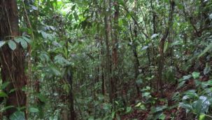 1005_árboles tropicales