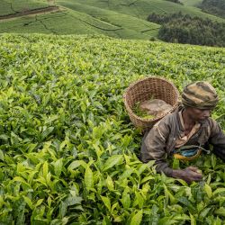Un agricultor recoge hojas de té en una plantación de té en Gisakura, al suroeste de Ruanda. | Foto:SIMON WOHLFAHRT / AFP