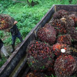Trabajadores cargan semillas de aceite de palma en un camión en la plantación de Namorambe en Deli Serdang, Sumatra del Norte, Indonesia. | Foto:ANDI / AFP