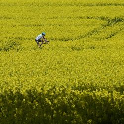 Un ciclista circula por una carretera entre campos de plantas de colza en flor, cerca del pueblo bávaro de Unterbrunn, al sur de Alemania. | Foto:Christof Stache / AFP
