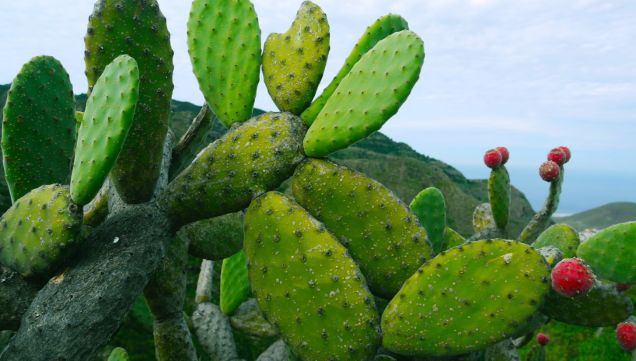 La piel de nopal elegida por Givenchy, Karl Lagerfeld y H&M