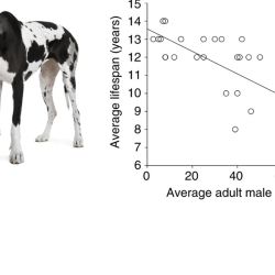 Mientras los perros grandes tienen una esperanza de vida más corta que los perros pequeños, las diferentes razas están predispuestas a diferentes dolencias.