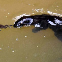 Una nutria recubierta lisa empuja una rana en un canal en Singapur. Roslan Rahman / AFP | Foto:AFP