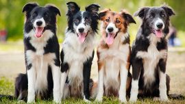 Se trata del estudio canino más importante jamás realizado hasta ahora en el mundo.