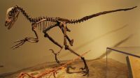 Restos fósiles de dinosaurio