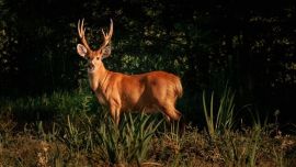 El ciervo de los pantanos es el cérvido más grande de Sudamérica.