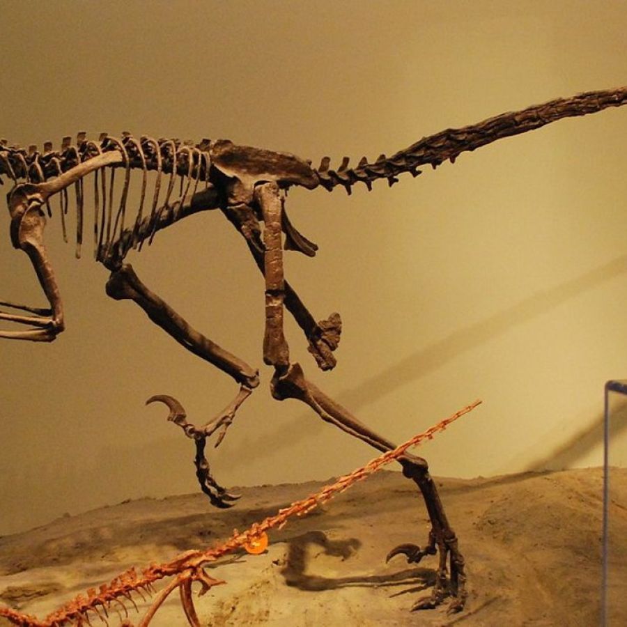 Dinosaurios en venta: el auge de las subastas de fósiles prehistóricos |  Perfil