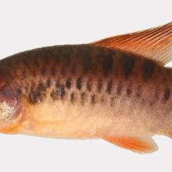 El Poecilocharax callipterus se caracteriza por sus largas y llamativas aletas de color rojo anaranjado y por una gran mancha oscura en la base de la cola.
