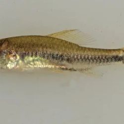 El Poecilocharax rhizophilus, es de color amarillo brillante con una franja negra a lo largo de los flancos y es el ciprínido de agua dulce más pequeño jamás identificado hasta el momento en el mundo.