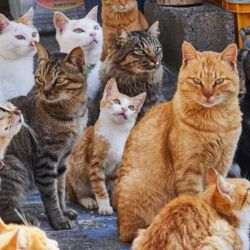 Los resultados mostraron que los felinos siguieron mirando las fotos de gatos sin nombre por más tiempo.
