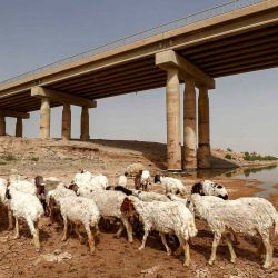 Un pastor atiende a un rebaño de ovejas que pastan debajo de un puente junto a los restos del lago Hamrin en la provincia iraquí de Diyala. AHMAD AL-RUBAYE / AFP | Foto:AFP