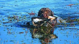 05_20PatoCazaBuenosAires