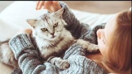 El estudio se hizo con 48 gatos.