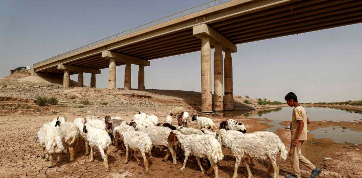 Un pastor atiende a un rebaño de ovejas que pastan debajo de un puente junto a los restos del lago Hamrin en la provincia iraquí de Diyala. AHMAD AL-RUBAYE / AFP