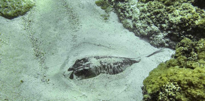 Una raya del género Dasyatis (nativa del mar Atlántico y Mediterráneo) se esconde en la arena a unos siete metros bajo el agua frente a la costa de la ciudad costera de Batroun, en el norte del Líbano. Ibrahim CHALHOUB / AFP